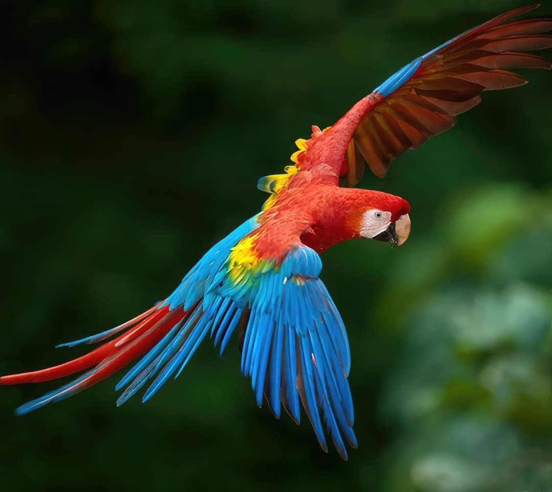 Bird